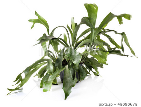 Platycerium plant in studio Platycerium plant in studio 48090678