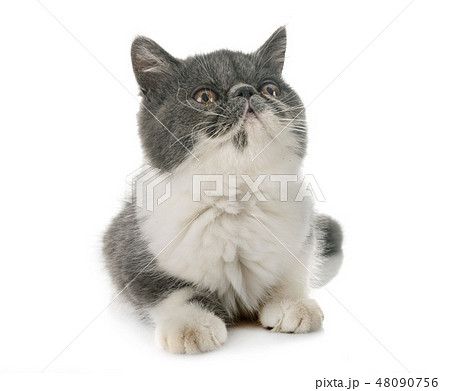 猫猫 tktrです。 adidas_fw5957_m-1_1200x1200.