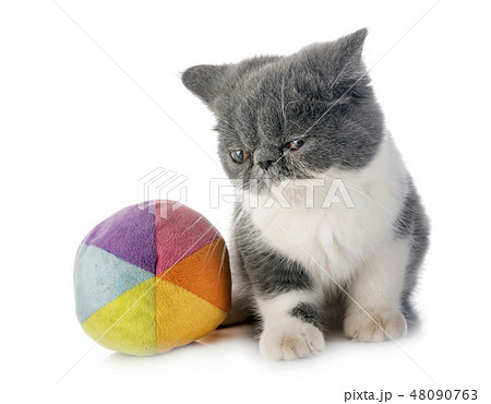exotic shorthair kitten exotic shorthair kitten 48090763