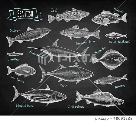 Fish Big Set On Blackboard のイラスト素材