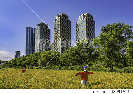 秋 季節 稲 48091911