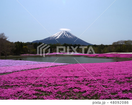世界遺産 富士山 芝さくら 本栖リゾート 世界遺産 富士山 芝さくら 本栖リゾート 48092086