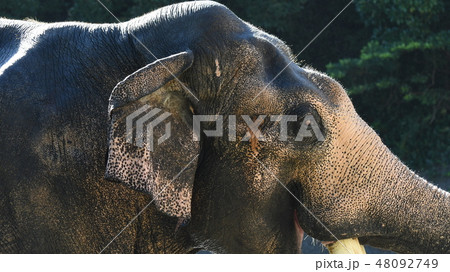 アジアゾウ97 48092749