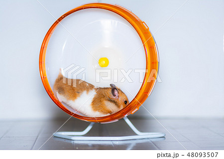 回し車を走るゴールデンハムスターの写真素材