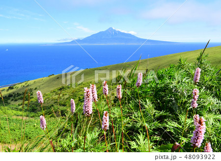 礼文島　利尻富士とイブキトラノオ 48093922