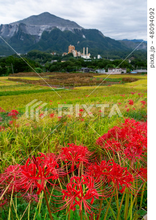 武甲山と彼岸花［埼玉県秩父市］ 48094092