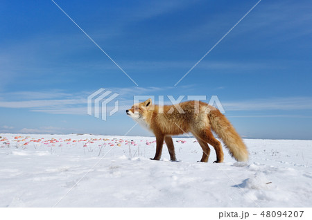 青い空と白い雪とキタキツネ 北海道 の写真素材