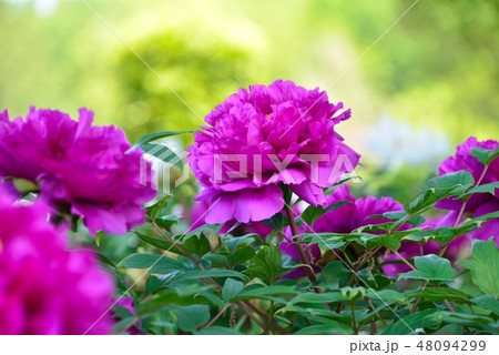 東松山ボタン園 48094299