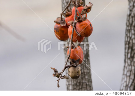 ヤマガキの赤い果実 48094317