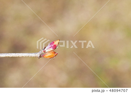 ヒュウガミズキの蕾 ヒュウガミズキの蕾 48094707