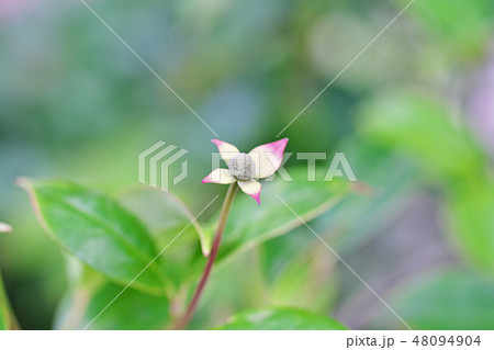 花びらの先がピンクの常緑ヤマボウシの花の写真素材