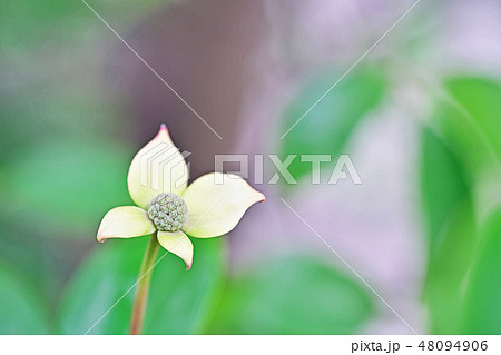 花びらの先がピンクの常緑ヤマボウシの花の写真素材