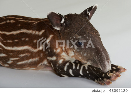 Cute baby tapir 48095120