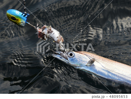 船釣りで釣ったタチウオ 48095653