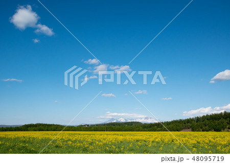 春の草原と残雪の山 大雪山 春の草原と残雪の山 大雪山 48095719