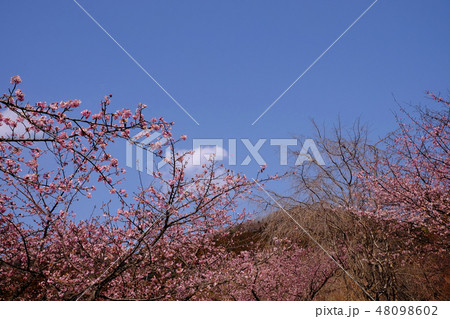 河津桜の風景・松田町 48098602