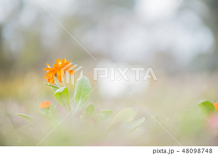 オレンジ 花 オレンジ 花 48098748