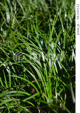 早春のセキショウ 48100532