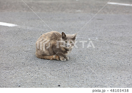 にらみつける野良猫 耳カット有りの写真素材