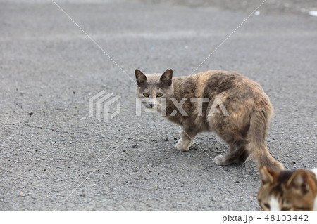 にらみつける野良猫 耳カット有りの写真素材