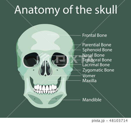 Parts of human skull, medical vector illustration Parts of human skull, medical vector illustration 48103714