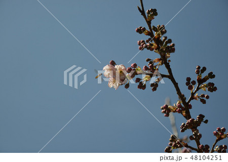 雪割桜の開花 48104251
