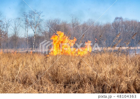 A strong fire spreads in gusts of wind through dry grass 48104363