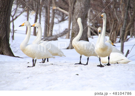 雑木林で遊ぶ白鳥 雑木林で遊ぶ白鳥 48104786