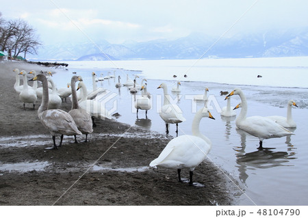 湖面に浮かぶたくさんの白鳥,北海道屈斜路湖 湖面に浮かぶたくさんの白鳥,北海道屈斜路湖 48104790