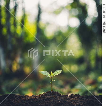 Plant Trees concept in the forest With morning 48104901