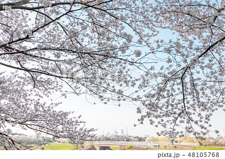 見沼田んぼの美しい春の風景　桜 48105768