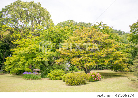 東京都 文京区 六義園(りくぎえん) 初夏 東京都 文京区 六義園(りくぎえん) 初夏 48106874