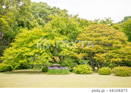 東京都　文京区　六義園（りくぎえん）　初夏 48106875