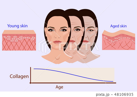 Vector face and two types of skin - aged and young 48106935
