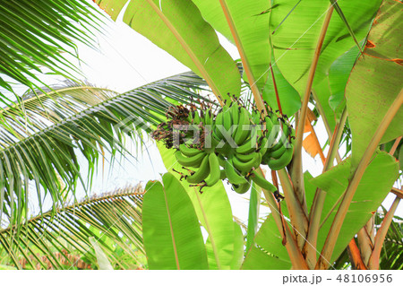 banana raw with a bunch on the tree banana raw with a bunch on the tree 48106956