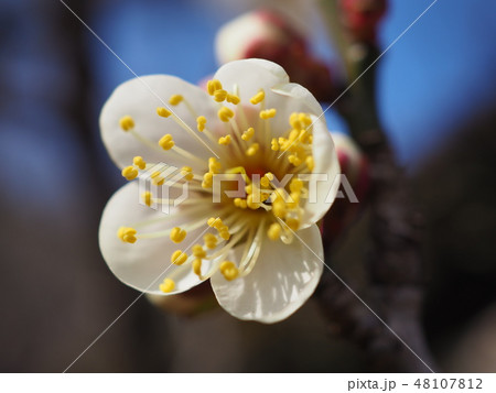 梅 梅 48107812