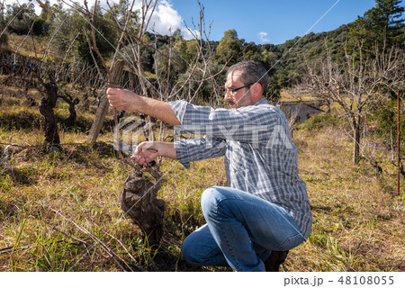 Wine grower works at pruning in an old vineyard Wine grower works at pruning in an old vineyard 48108055