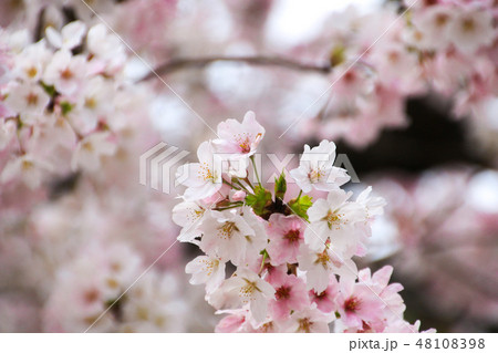 桜 48108398