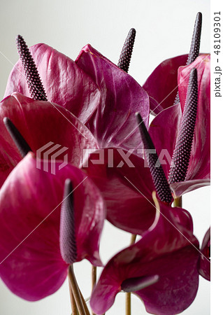 Dark violet anthurium against white background. Tropical plant in a minimalist style. Flower shop Dark violet anthurium against white background. Tropical plant in a minimalist style. Flower shop 48109301