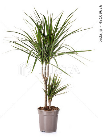 dracaena in studio 48109626