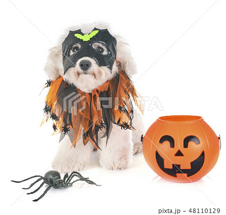 maltese dog and halloween 48110129