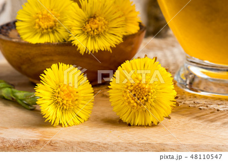 Fresh coltsfoot (Tussilago farfara) flowers 48110547