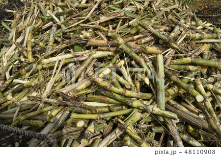 サトウキビ 砂糖黍 Saccharum officinarum 農業 収穫 宮古島 沖縄 サトウキビ 砂糖黍 Saccharum officinarum 農業 収穫 宮古島 沖縄 48110908