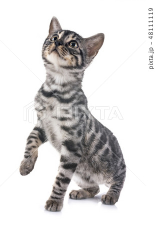 bengal kitten in studio 48111119