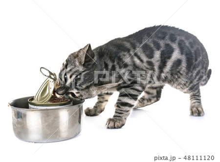 bengal kitten eating 48111120