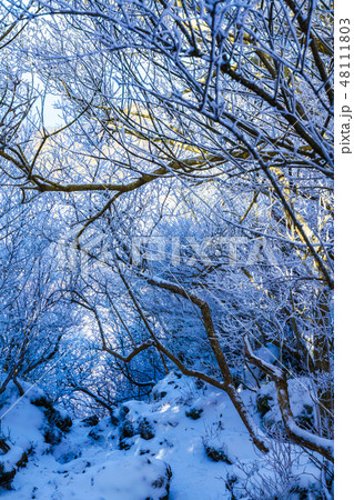 登山道の冬景色（雲仙岳の冬景色と霧氷）　【長崎県雲仙市】 48111803