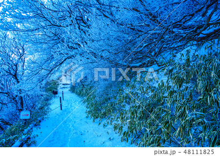 登山道の冬景色(雲仙岳の冬景色と霧氷) 【長崎県雲仙市】 登山道の冬景色(雲仙岳の冬景色と霧氷) 【長崎県雲仙市】 48111825