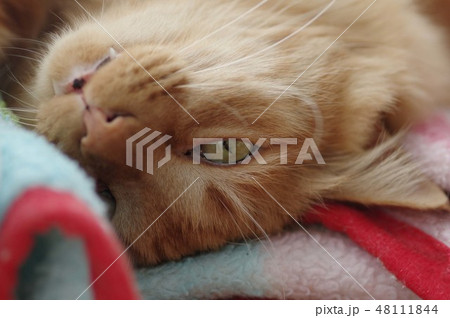 ねこ 48111844