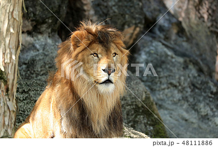 ライオン らいおん 雄ライオン ライオンの上半身 アフリカライオンの写真素材 ライオン らいおん 雄ライオン ライオンの上半身 アフリカライオンの写真素材