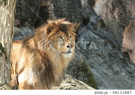 ライオン らいおん 雄ライオン ライオンの全身 アフリカライオンの写真素材 ライオン らいおん 雄ライオン ライオンの全身 アフリカライオンの写真素材
